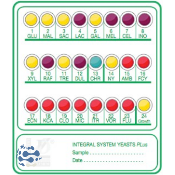 Galerie d'identification Integral System Yeasts Plus