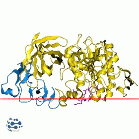 Pancréatine USP CAS[8049-47-6] (100mg)