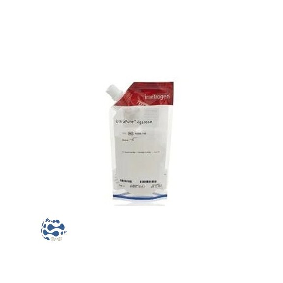 Invitrogen™ UltraPure™ Agarose pour électrophorèse (500g)